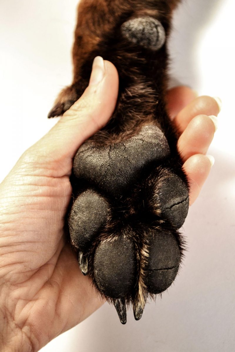 How Can I Make A Print Of My Dog S Paw
