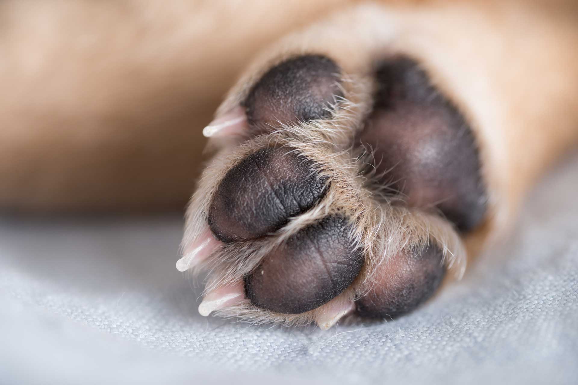 How Many Paws Do A Dog Have