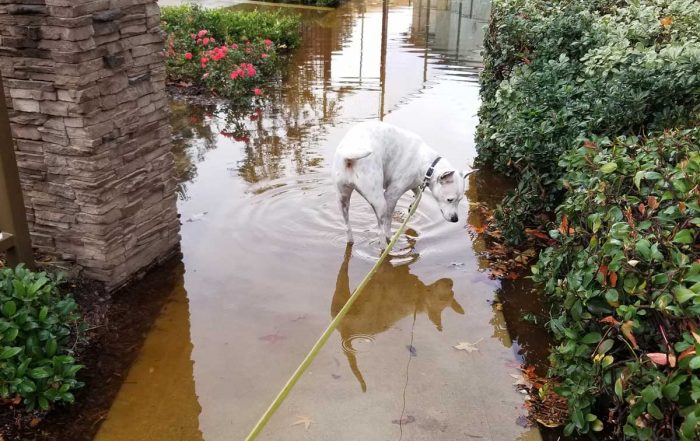 dog walking in a large puddle of water on the sidewalk